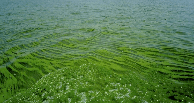 太湖水体富营养化图片