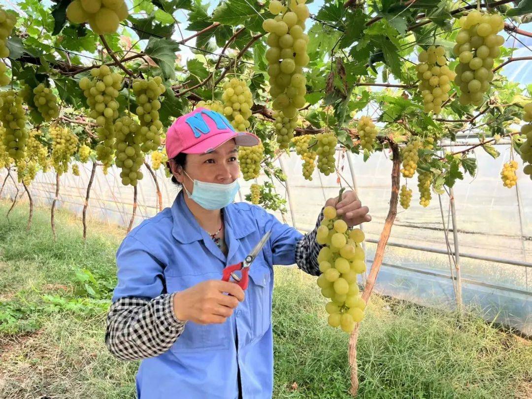 无病虫危害的绿色环境,孕育了绿色,有机的优质玉波2号葡萄