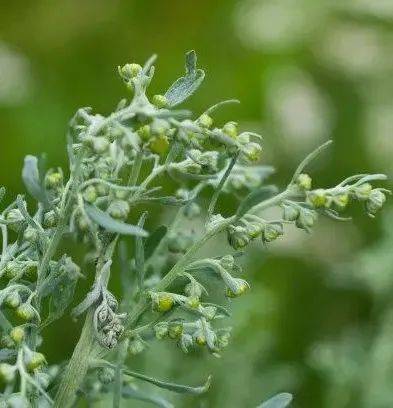 木本植物的花粉主要分布在春天,秋天则主要来自于蒿属,藜科,葎草属