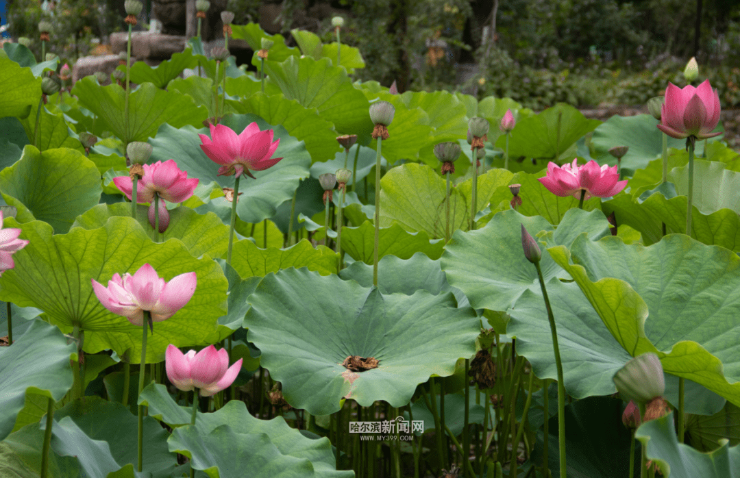10余品种争奇斗艳|兆麟公园"荷花花海"引市民狂"打卡"_哈尔滨_开花_盛