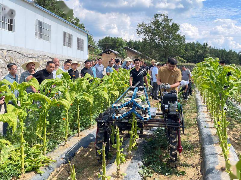 湖北兴山烟草:机械化采收让烟农种烟更高效_烟叶_农机_作业