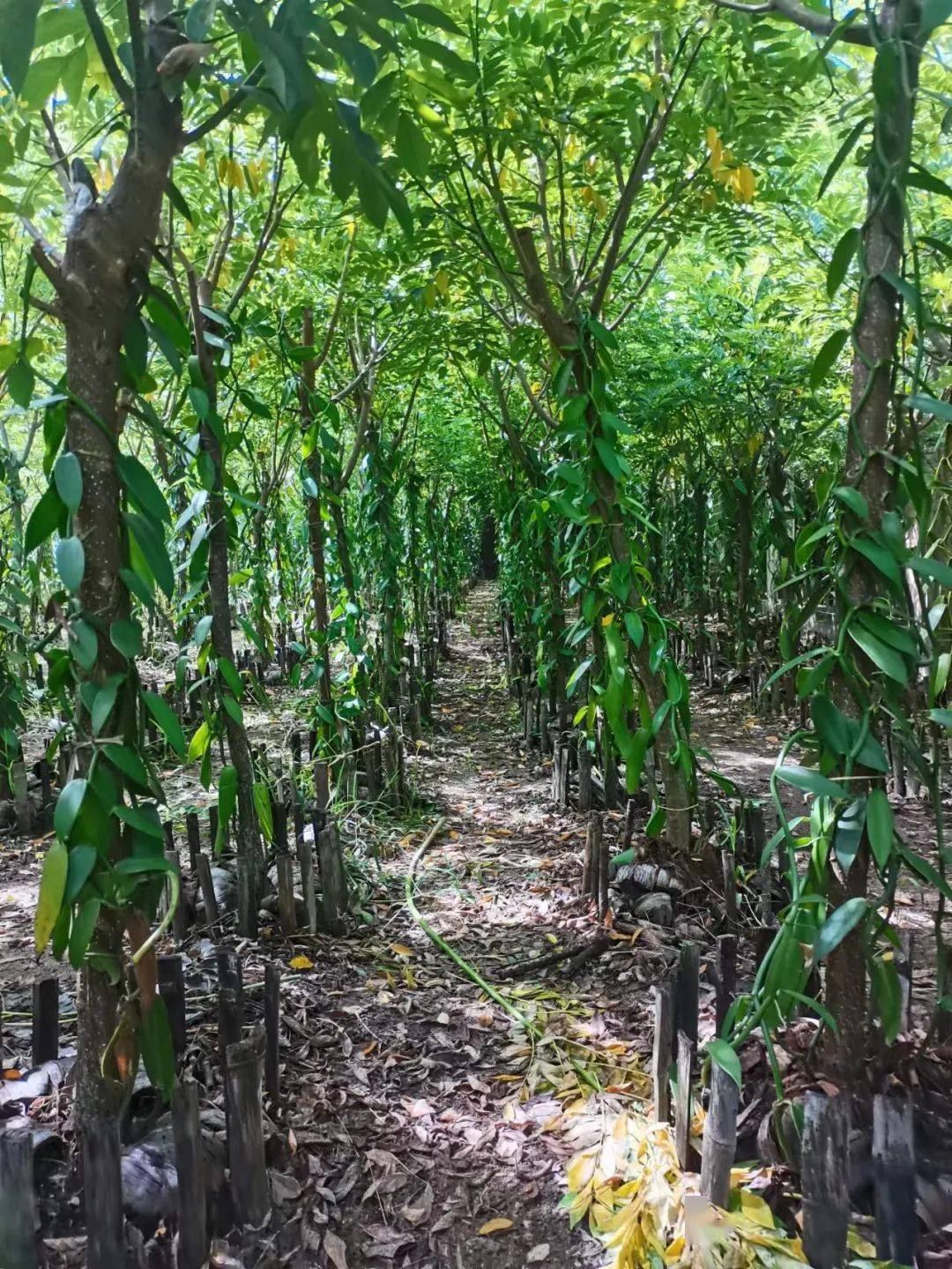 中国香草荚种植基地图片