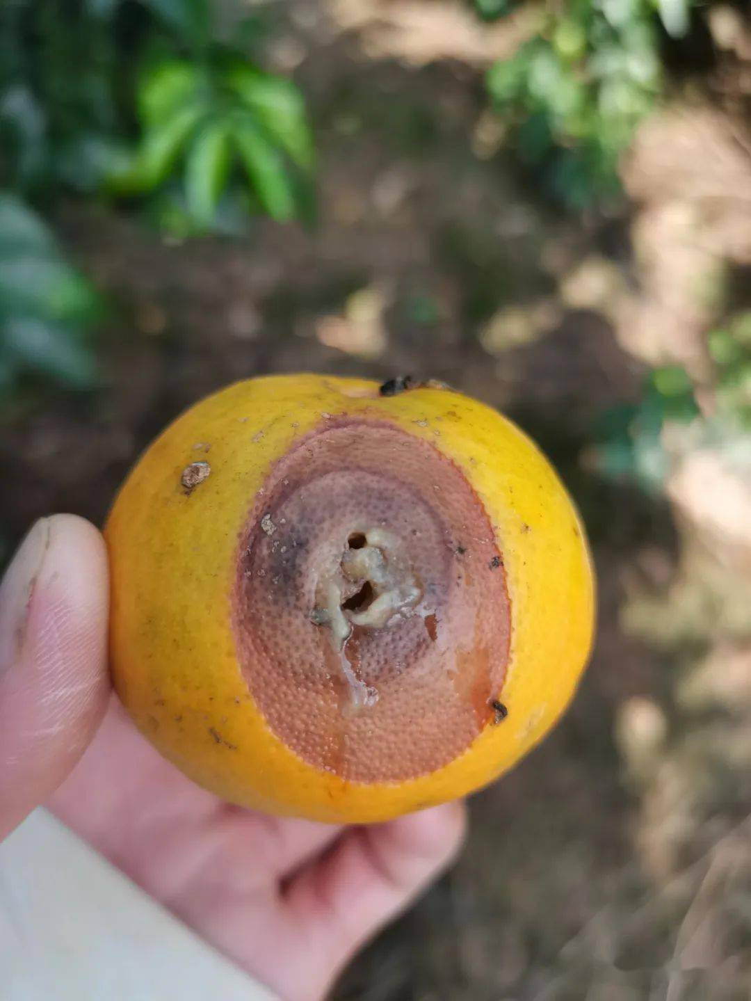 果实蝇综合防治技术_进行_危害_果园