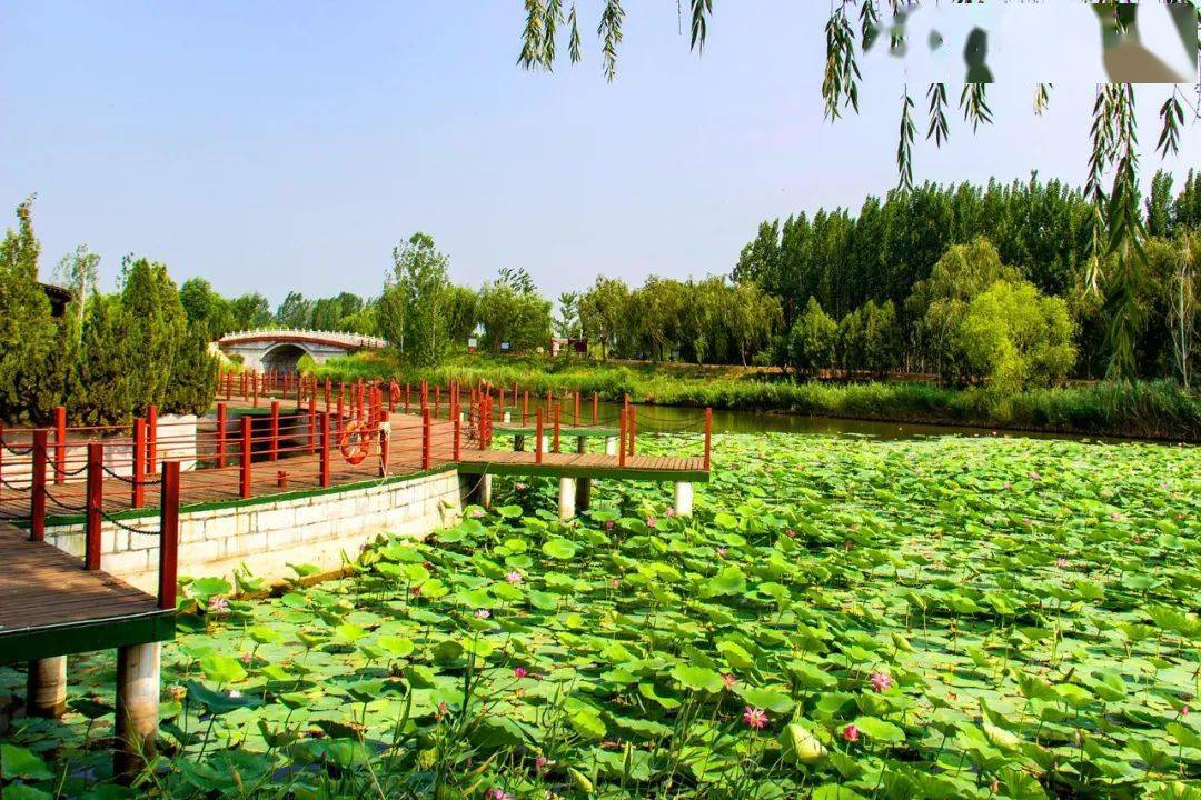 聊城东平湖景区图片
