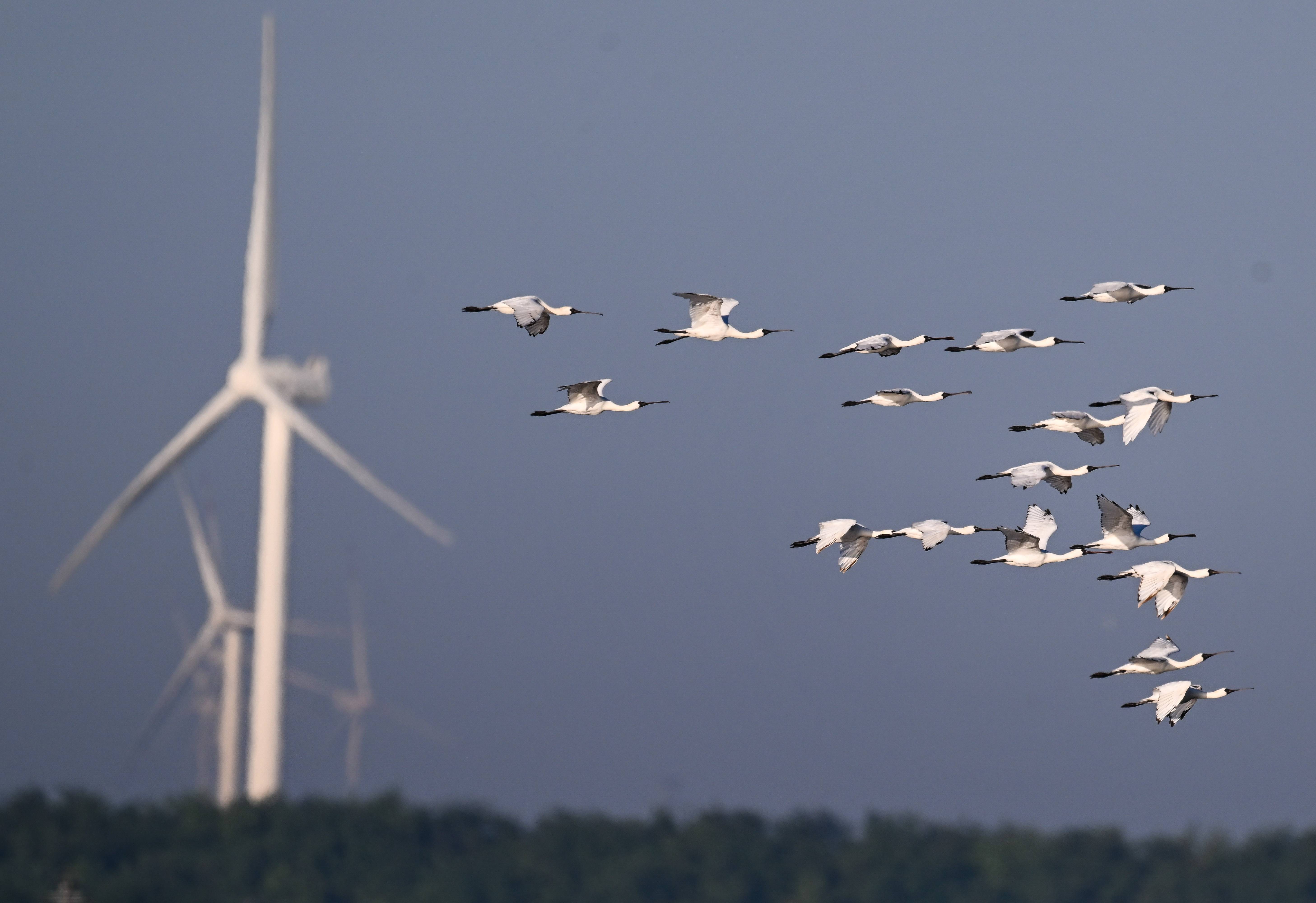 新华社记者 杨磊 摄大丰麋鹿国家级自然保护区野外生活的麋鹿种群( 8