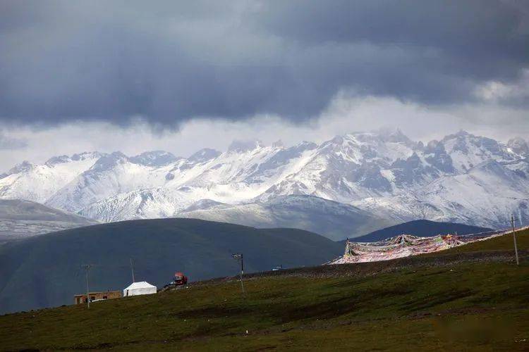 尕朵觉沃山上的白牦牛黑牦牛在高山牧场撒欢尕朵山间的藏领地犬在雪中