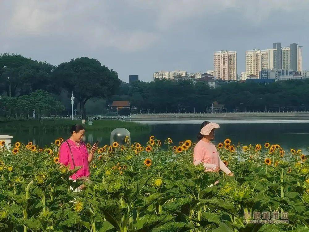 顺德这片向日葵花海上线!现实版梵高的油画?_顺峰山公园_佛山市_城市