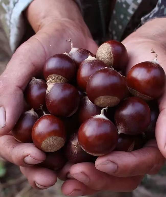 贵州黎平:高山锥栗获丰收_板栗_种植_村民