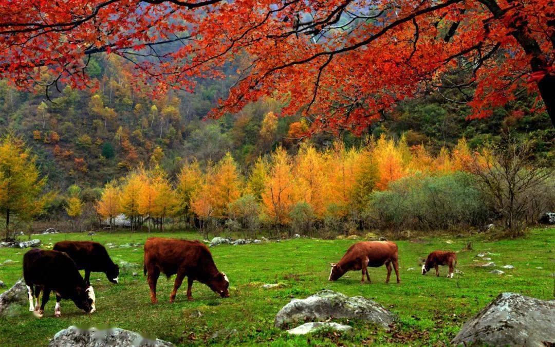 绝美秋景入境来 | 金秋时节 绚丽留坝_拍摄者_张良庙_狮子沟