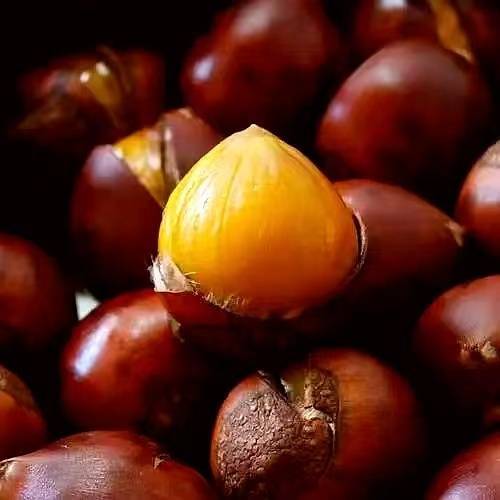 贵州黎平:高山锥栗获丰收_板栗_种植_村民