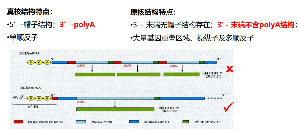 同时,由于原核生物基因转录属于多顺反子,不具有内含子结构,转录与