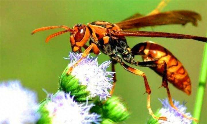 安徽黄山一农妇被马蜂蜇到手指,数分钟就不行了,什么马蜂这么毒_蜂毒