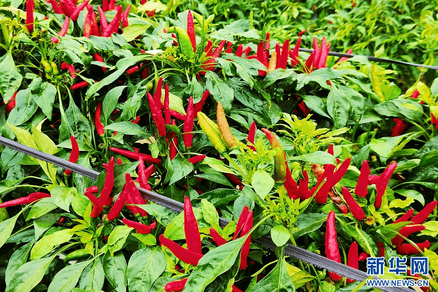 河南柘城:科技赋能助力辣椒产业发展_种植_商丘_牛城乡