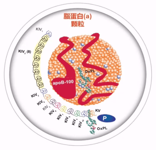 在肝脏中产生的致动脉粥样硬化的脂蛋白,由氧化磷脂(oxpl),载脂蛋白a