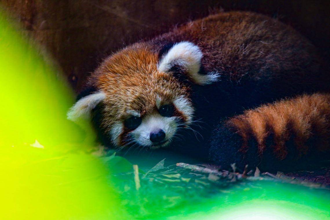 喜迎国庆,普洱太阳河森林公园2只百天小熊猫宝宝高萌亮相_园区_繁育