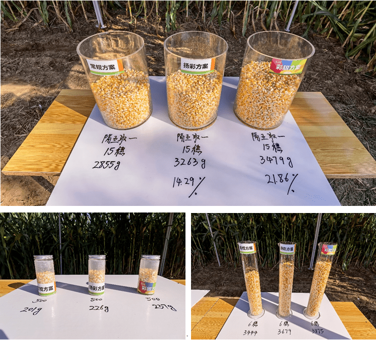 革命性升级,先正达创新成果为玉米高产带来更多可能!_方案_产量_示范