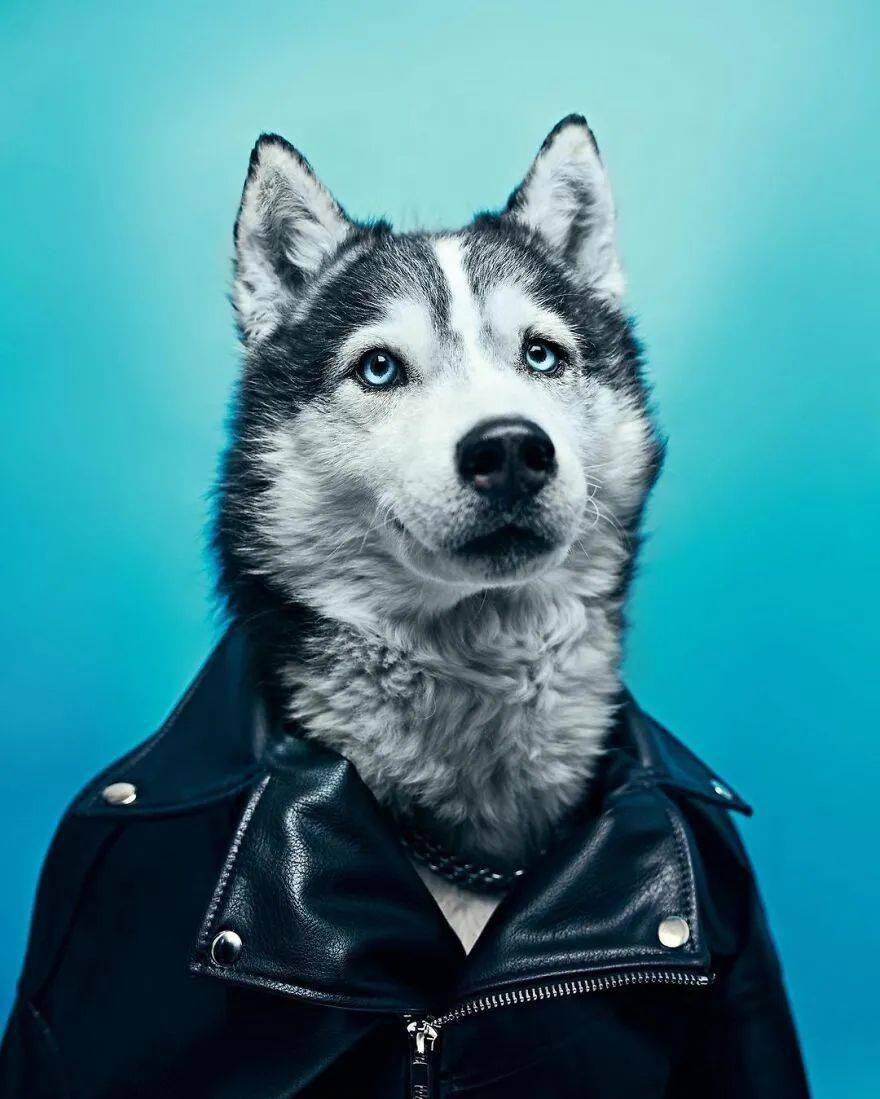 当收容所狗狗穿上衣服后.啊啊啊真的好帅啊!_机会_网友_魅力