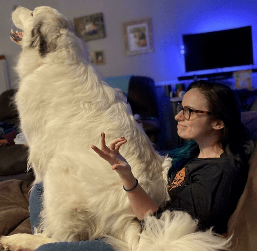 夸张的“巨型犬王”，网友看蒙了：真不是PS的？
