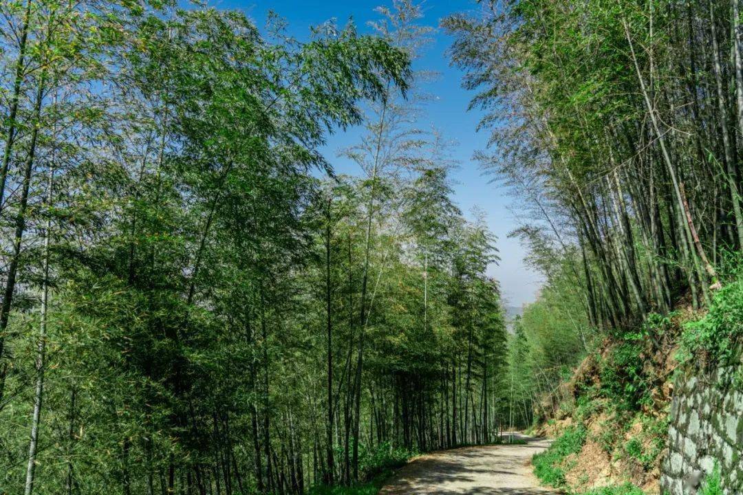 不登笄山,不知广德竹多,笄山万亩竹海连绵起伏,满目苍翠.