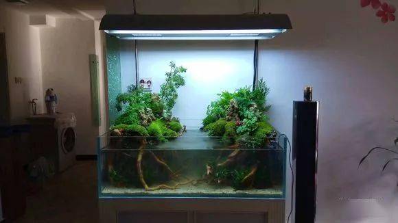 美得令人窒息的水陆缸,创意无限—— 制作篇_水族_文章_植物