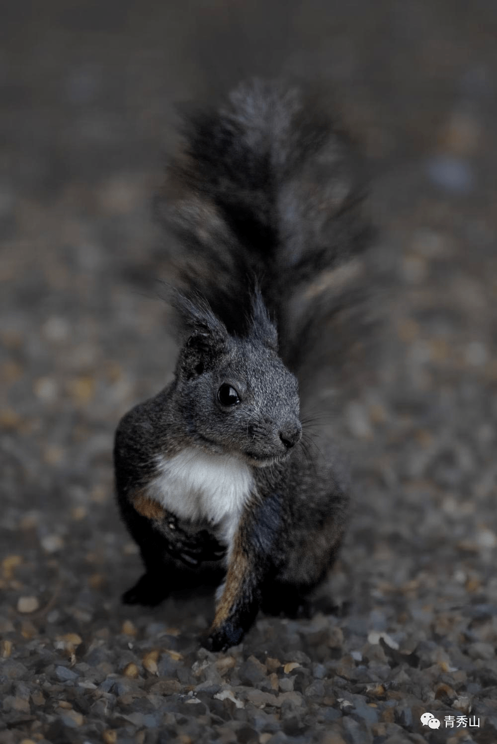 金花鼠,魔王松鼠,黄山松鼠
