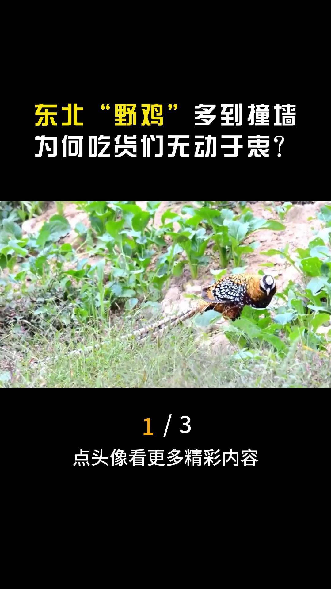 东北野鸡泛滥成灾图片