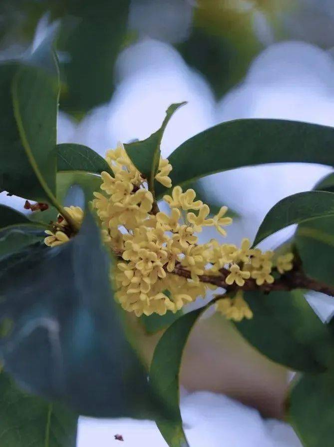 这泼天的"馥桂"到我们学校啦!_桂花_香气_校园