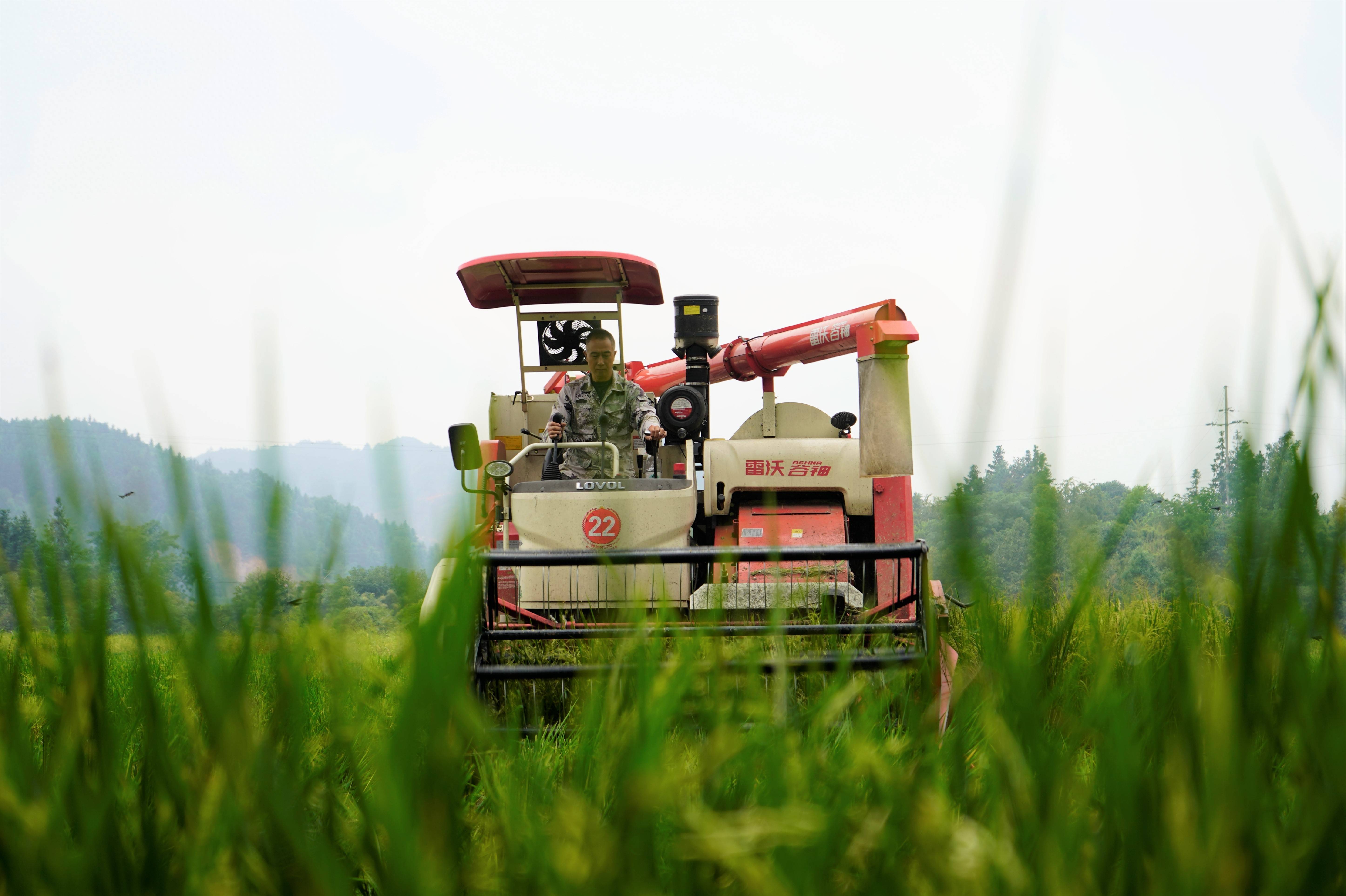 10月10日,农机手驾驶收割机在湖南省靖州苗族侗族自治县甘棠镇溪口村