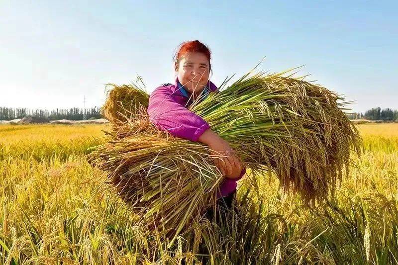 b体育官网入口：【世界粮食日】践行大食物观 保障粮食安全(图2)