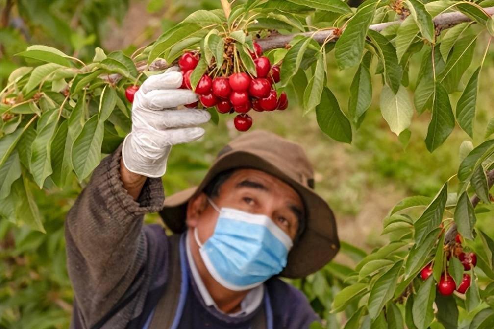 最大车厘子出口国智利采收开启 预计产量50万吨 国内10月18日开卖