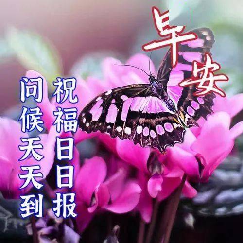 早安问候祝福语大全，祝你工作顺利，日日安康