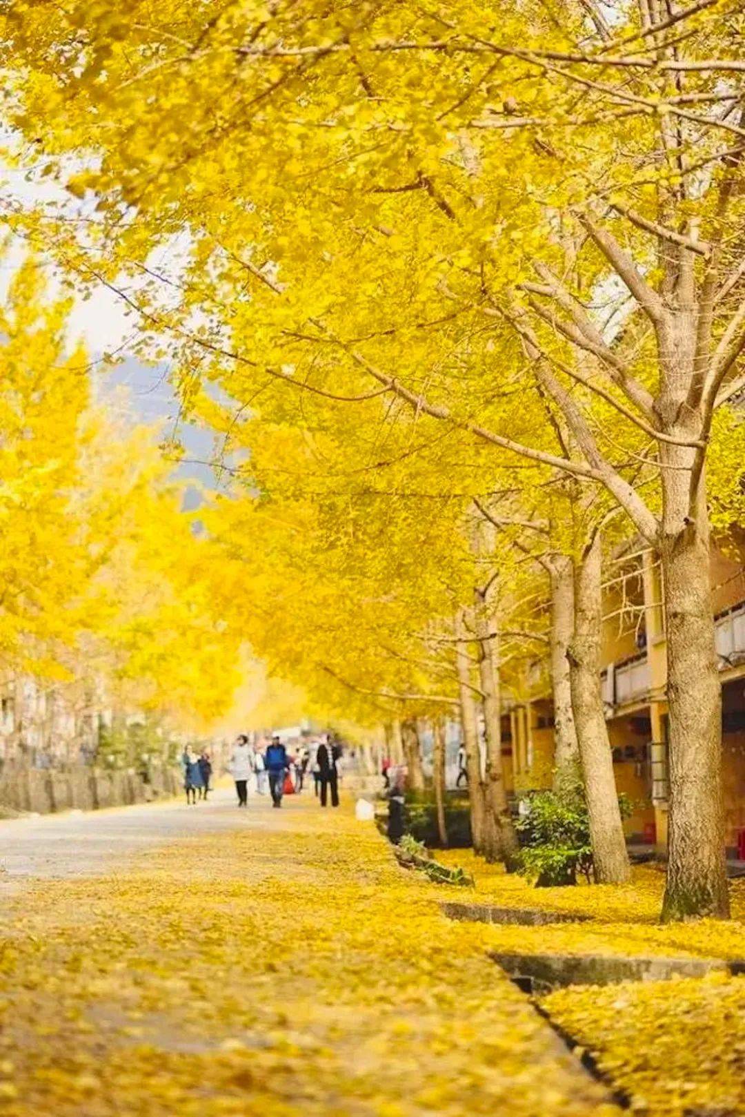 秋风吻尽银杏叶—邂逅醉美帽子峰,南雄帽子峰南华寺两天_遐想_气候