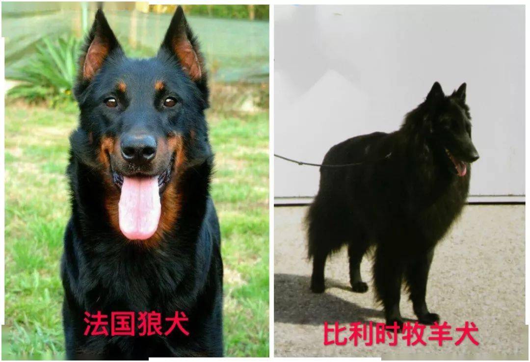 拿破崙獒犬),波爾多獒犬(別稱法國獒犬),聖伯納犬,大丹犬,西班牙獒犬