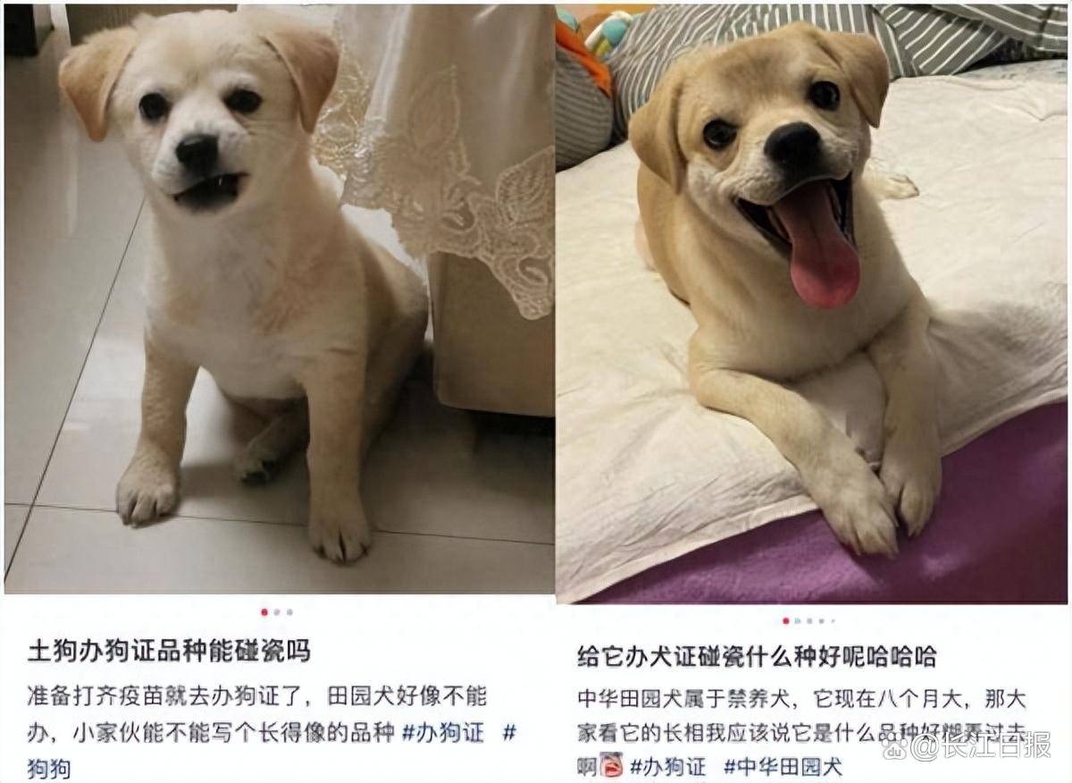 中华田园犬阿拉斯加等在列,社区:决不能在三环内饲养_威纳_规定_猎犬