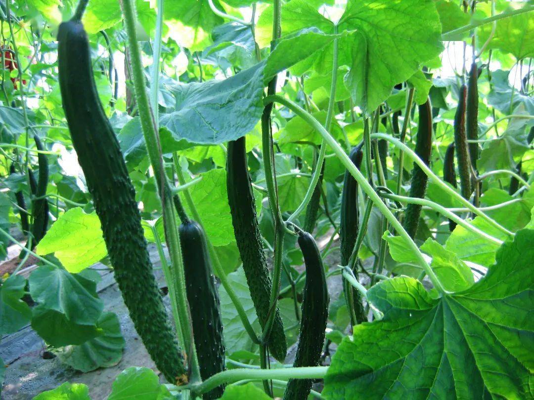 中加入1000倍的速克灵粉预防;发病后,可用25%多菌灵可湿性粉剂400倍液