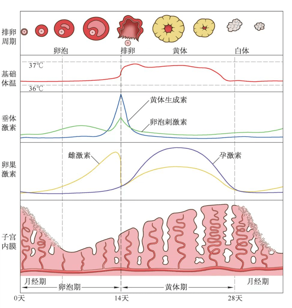 于是雌二醇和孕激素,同时可能还有黄体期抑制素a的负反馈作用解除