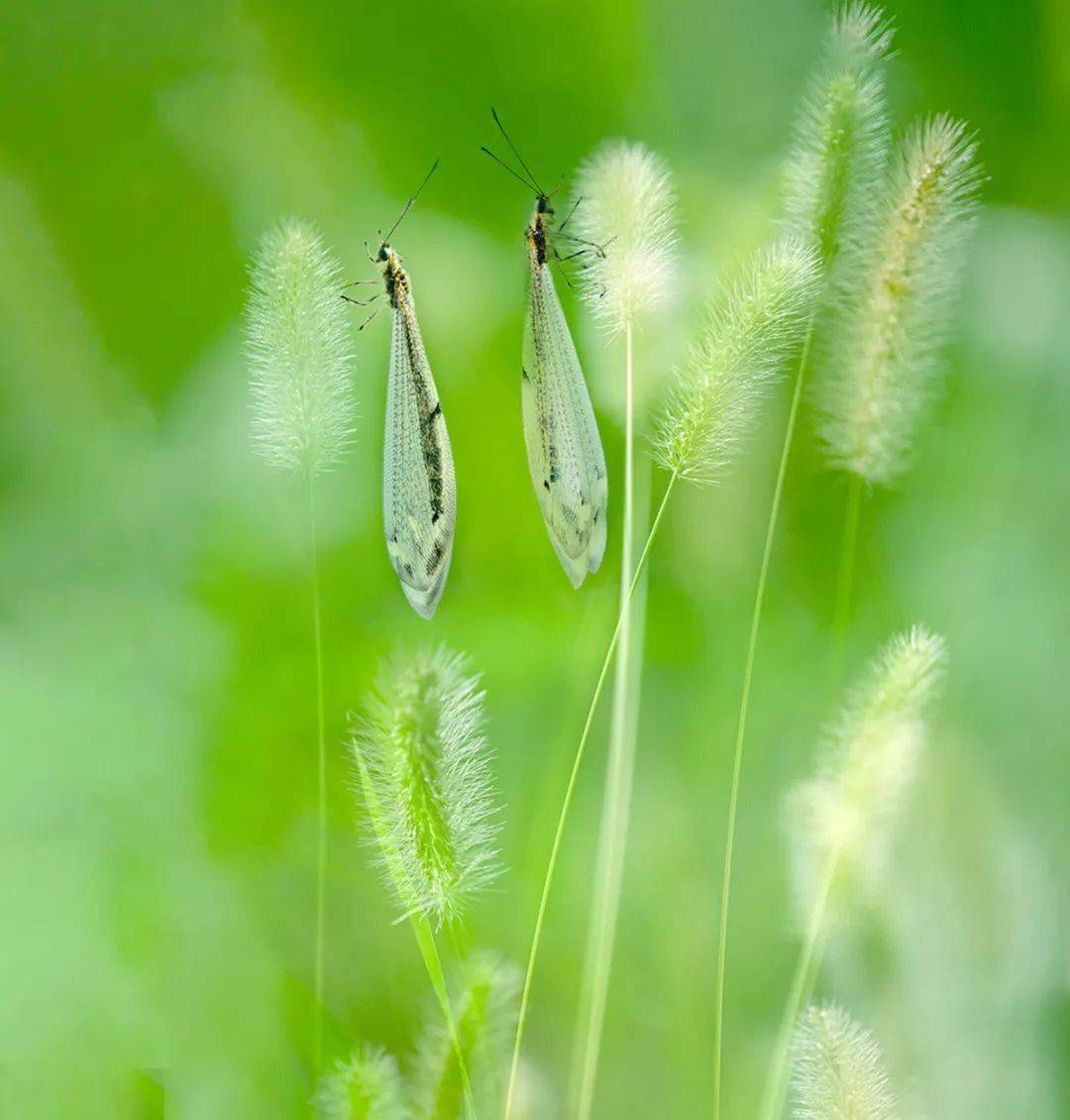 金色草蛉
