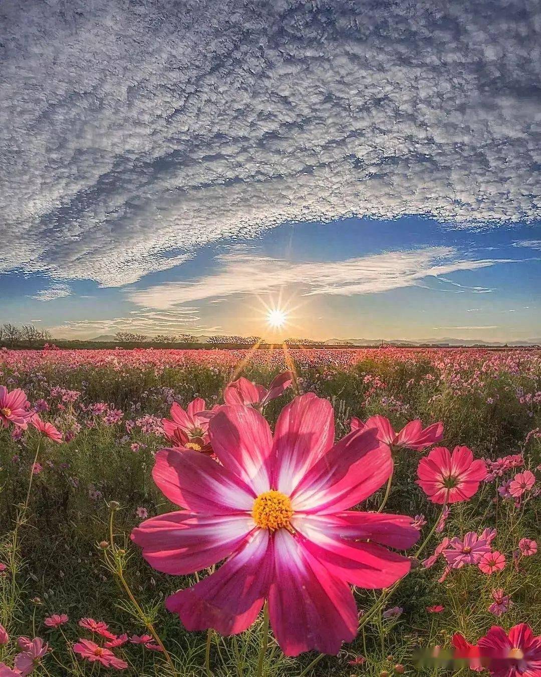 前景,在摄影中很重要,你知道吗_照片_花朵_画面