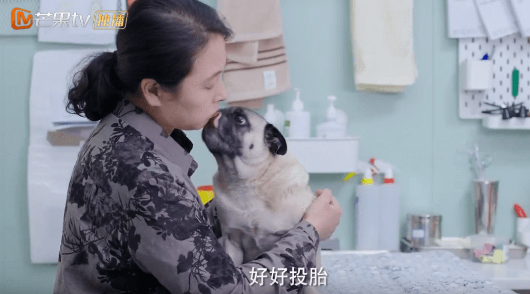 神仙同事+可爱狗狗,这部剧的职场生活也太幸福了吧_田林_田甜_沈觅