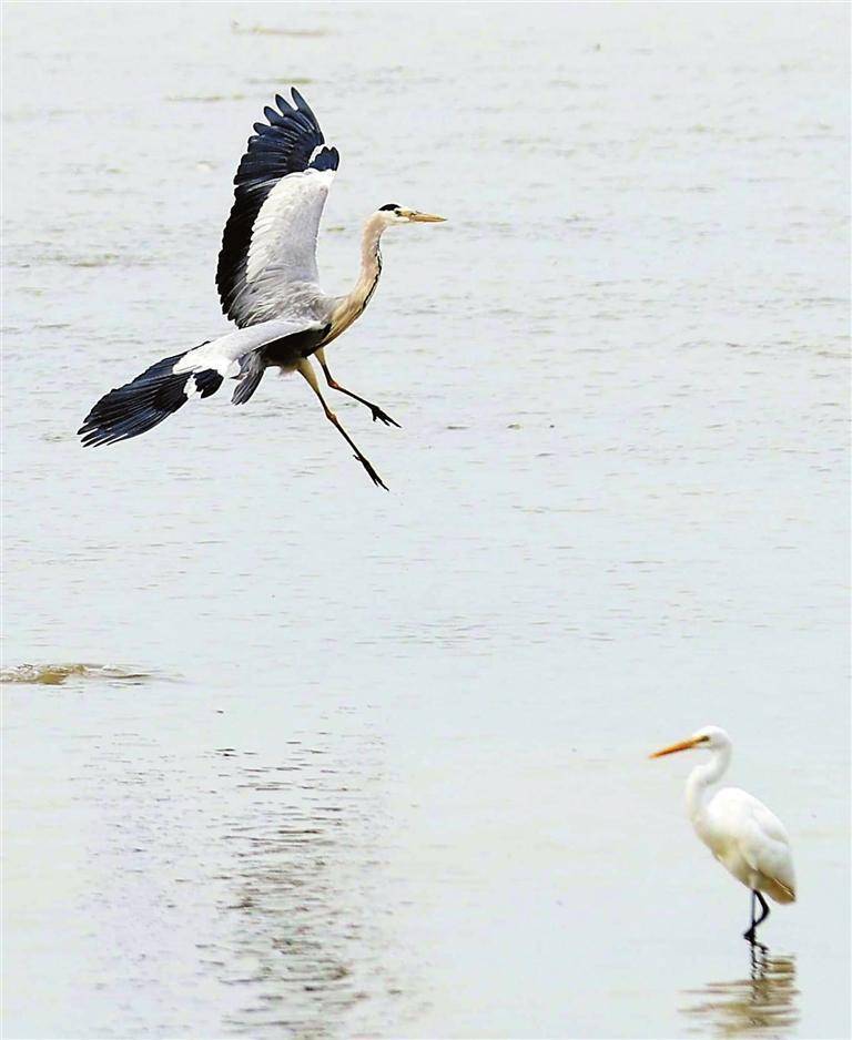深圳湾唱响生态版"吾城吾歌"_候鸟_鸟儿_观赏鸟类