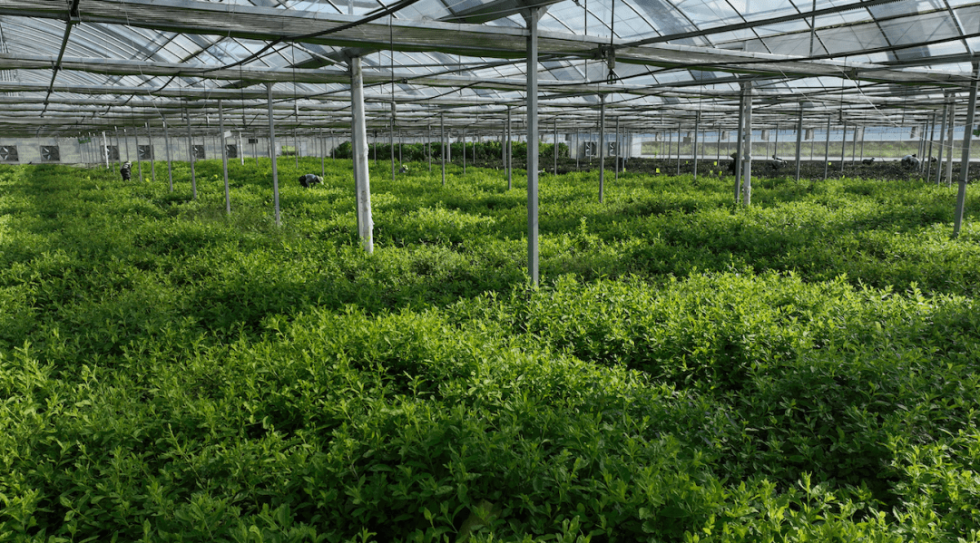 日前,记者走进黄平县旧州镇川心堡野菜基地时,在入口处的一座野菜大棚