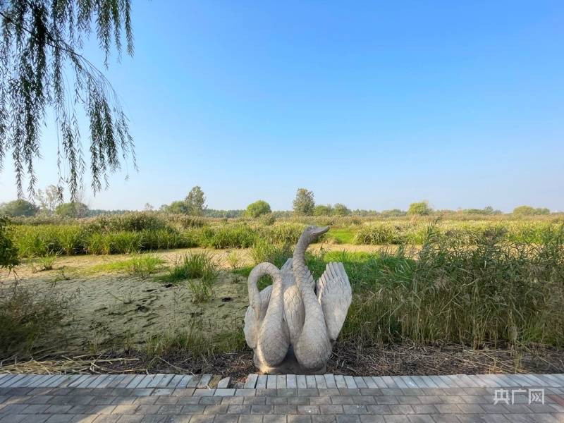 太白湖溼地一角(央廣網記者 唐磊 攝)太白湖,東臨元古運河,西鄰京杭大