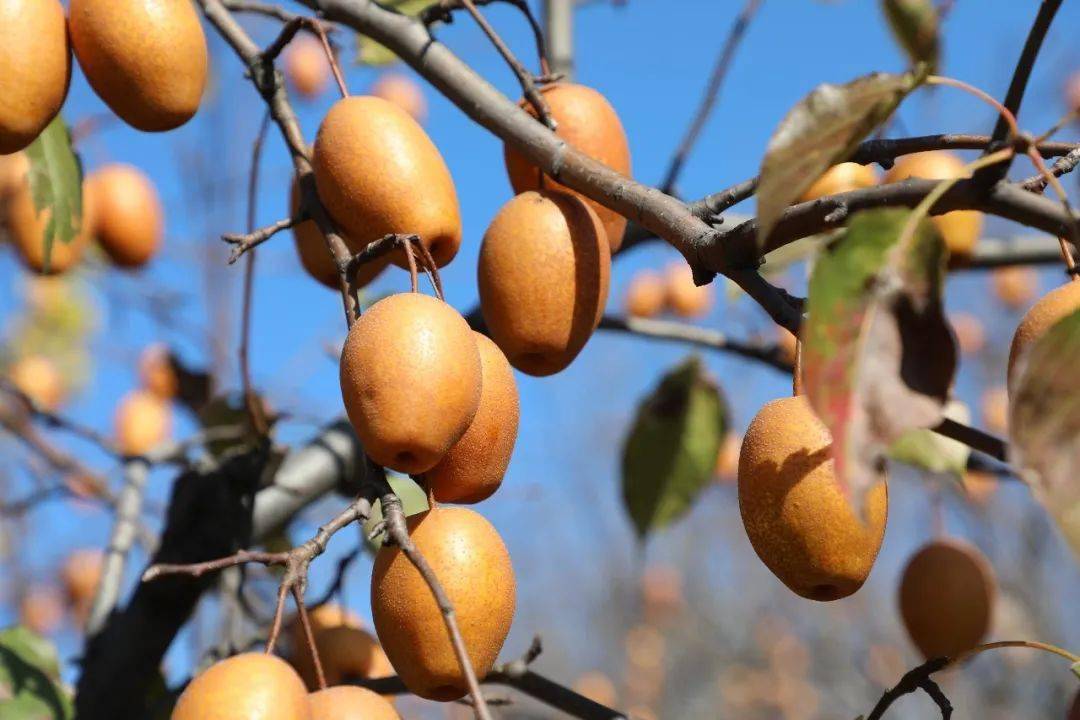 产地食材 ▎金珠沙梨,鲜吃酸甜适宜,蒸煮软糯可口～_生活_果园_朋友
