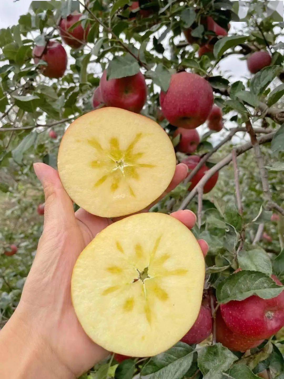嘎嘣脆~威宁冰糖心"阳光高原苹果",吃到的都是香甜_杨华_原价_种植