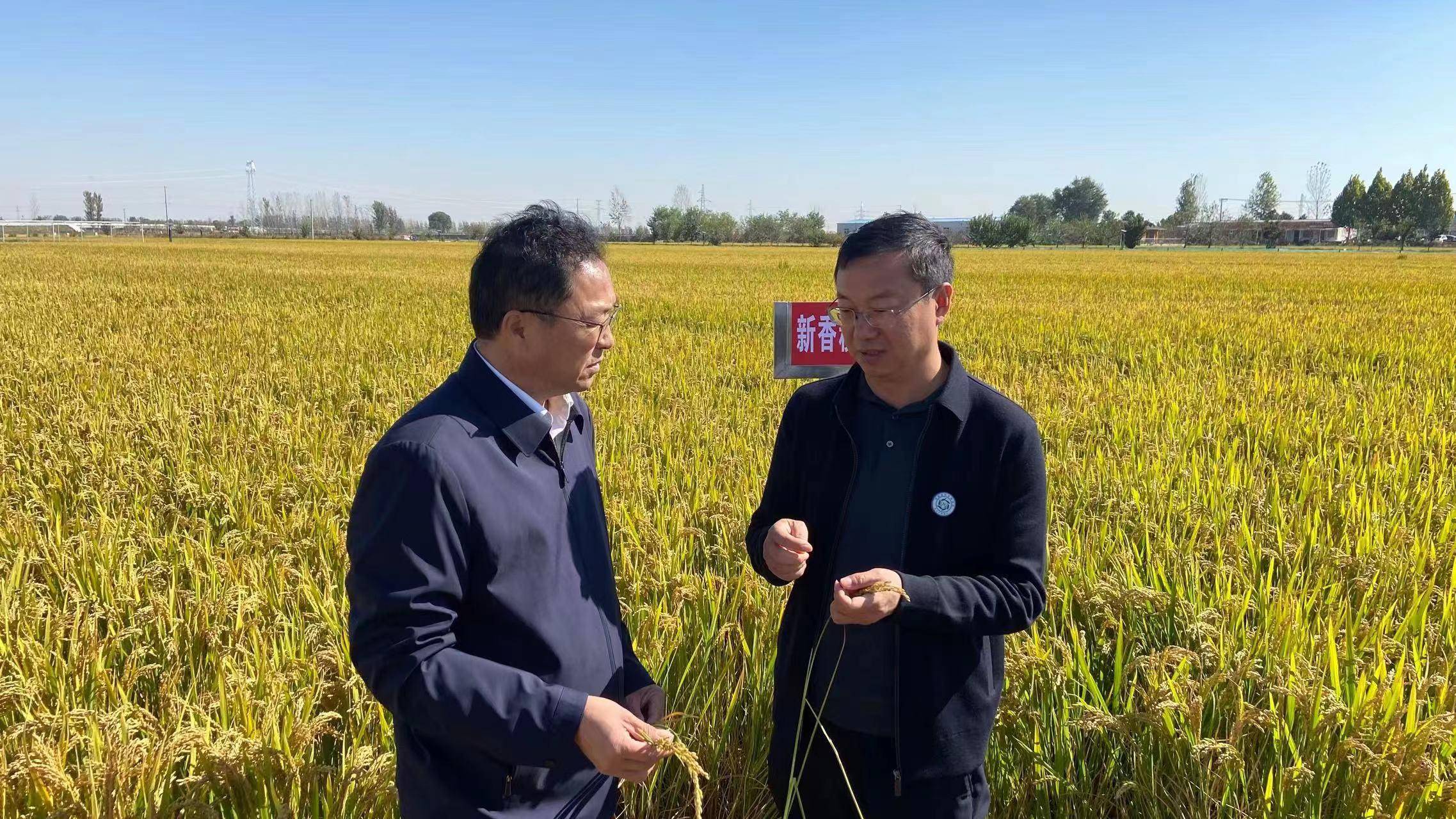 農穀日志丨原陽大米再注