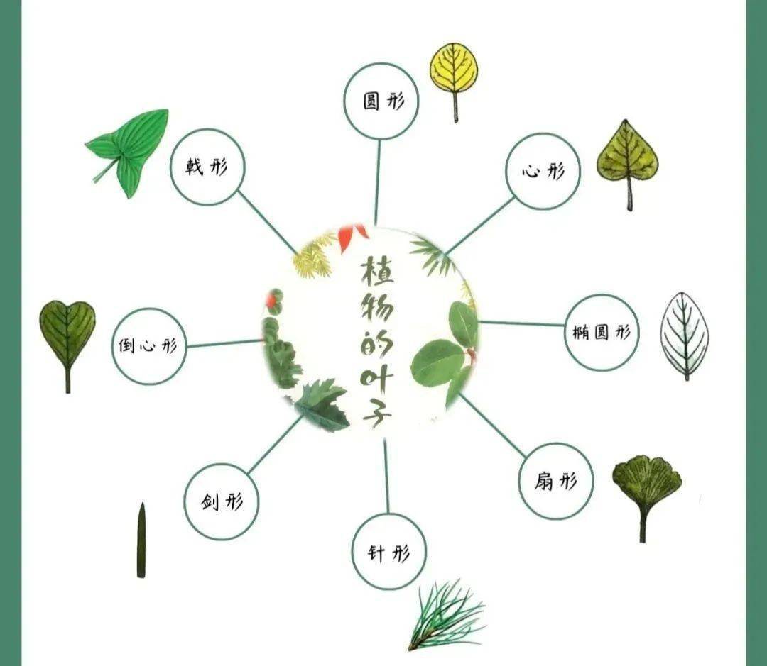 q3 我们常见的叶子形状有哪些?q2 我们常见的树叶有哪些?