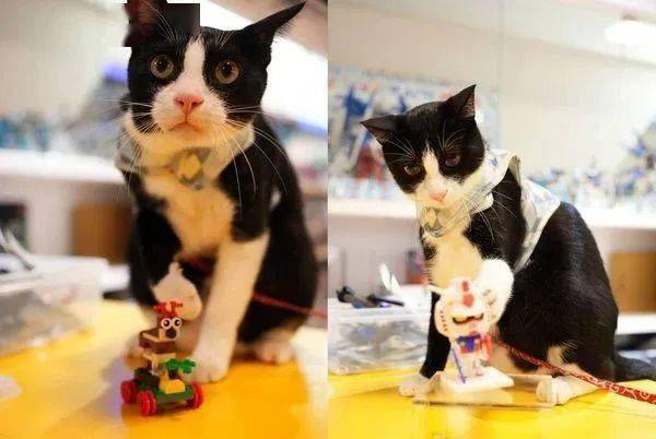 搭火车被"上帝视角"盯上,宾士猫低头俯视全场,车厢乘客被萌翻!