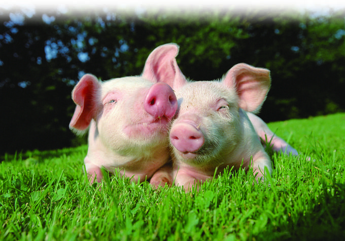 公司_基金_生猪