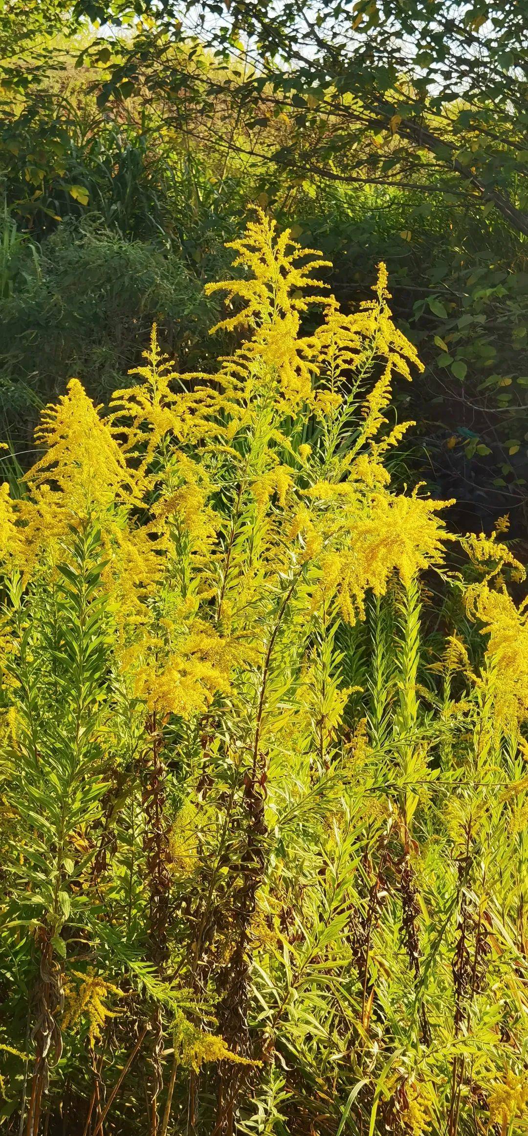 生态杀手通缉令植物图片