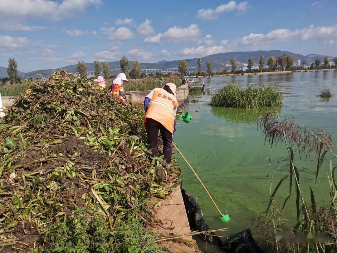 通海县丨全方位"围剿"蓝藻 改善杞麓湖水质_打捞_繁殖_进行